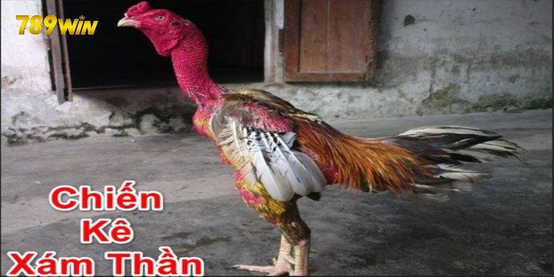 Dòng gà chọi đắt nhất Việt Nam hiện nay