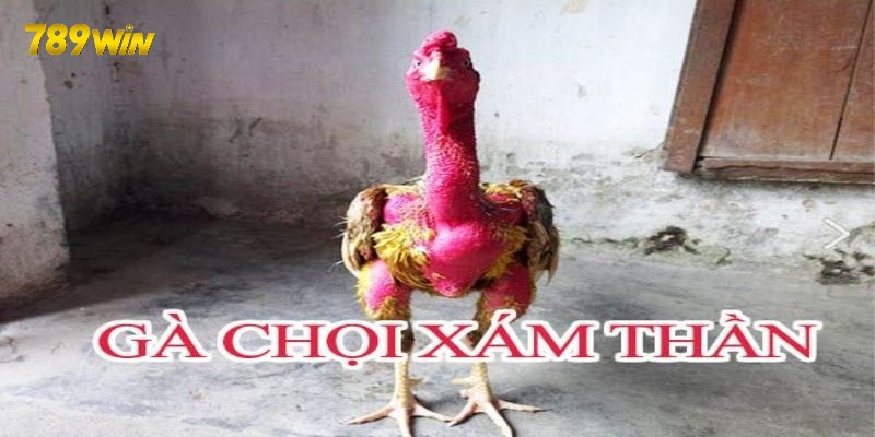 Giá của gà chọi đắt nhất Việt Nam là bao nhiêu?